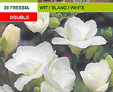 фрезии Кичести - бели 20бр.