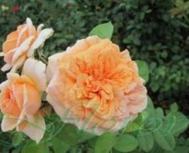 Облагородена катереща роза Флоров: Каталожен номер 30