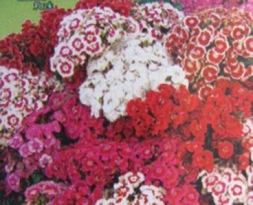 Топ карамфил - Самакитка