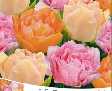 Лалета Angelique микс (пакет 25 бр) 