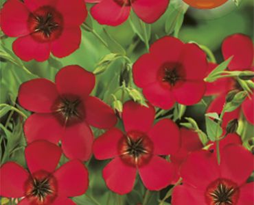 Лен- декоративен