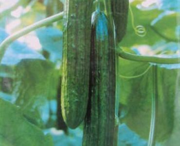 краставици Гергана