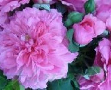 Облагородена катереща роза Флоров: Каталожен номер 32