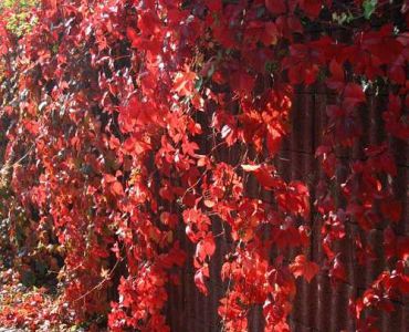 Дива лоза (Parthenocissus)