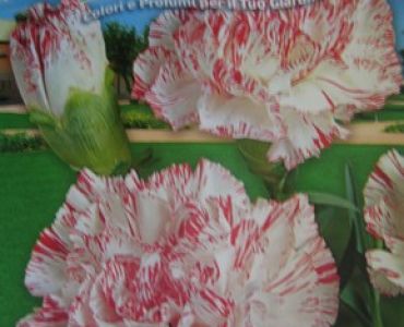 Карамфил Шабо (червено с бяло)