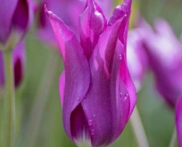 лале Lilyflowering Purple dream