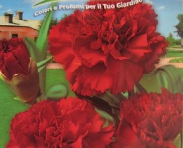 Карамфил Шабо (червен)