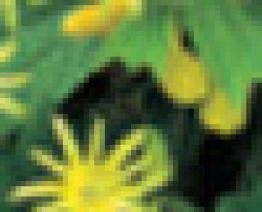 Пасифлора жълта - Passiflora Citrina