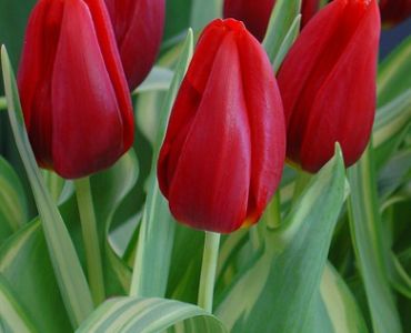 Лале triumph cassini