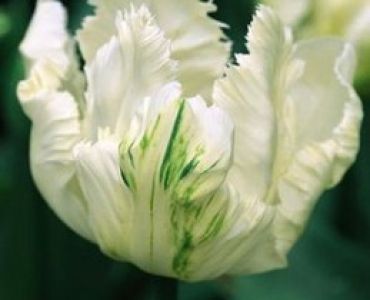 лале Parrot Мadonna