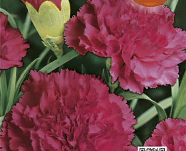 Карамфил Шабо Лилав`SG