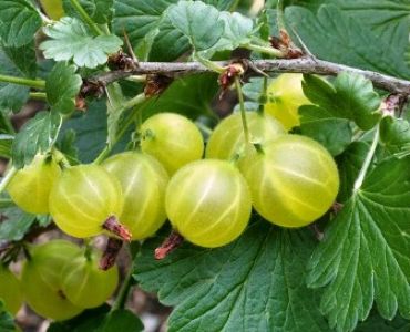 Цариградско грозде бяло (Ribes uva-crispa)