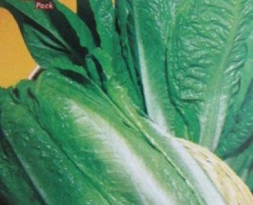 маруля Италианска (тъмно зелена)