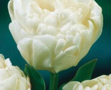 Лале mount tacoma