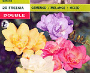 фрезии Кичести - микс 25 бр.