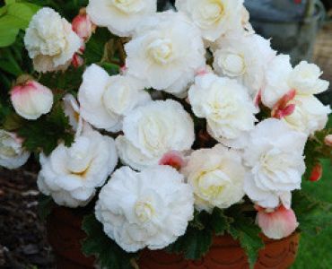 бегония superba white