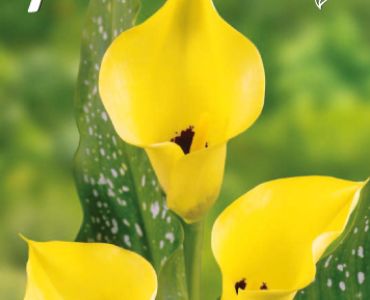 Кала Black Eyed B'ty