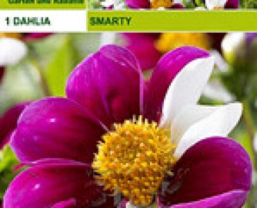 далия ниска Smarty