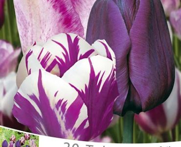 Лалета Blue and white/violet (1 оп - 20 луковици)