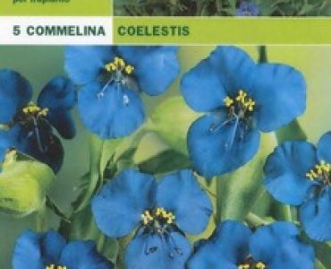 комелина Commelina Coelestis
