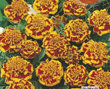 Тагетес Nana Legion D'onore`SG