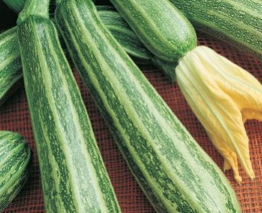 тиквички Тънки`SG