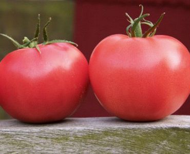 домати Пинк Торнадо F1