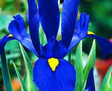 Ирис hollandica blue
