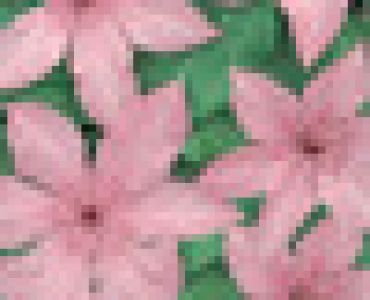 Клематис 'Hagley Hybrid' (розов)