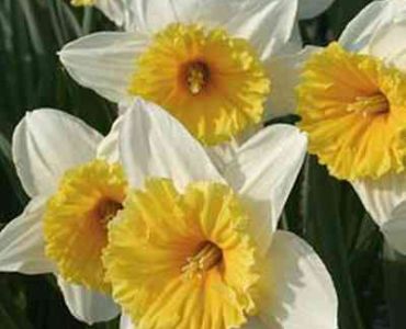 Нарцис slim whitman