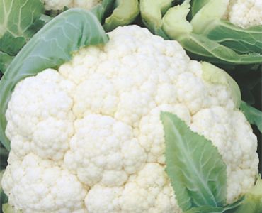 карфиол Palla di Neve`SG