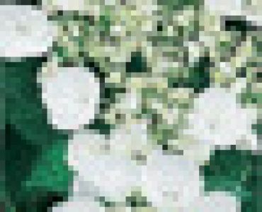 Хортензия (хидрангея) бяла 