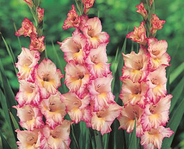 гладиол Priscilla