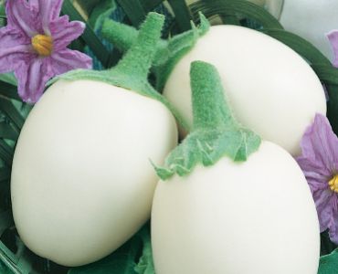 патладжан Бял SG