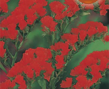 Лимониум - червен`SG