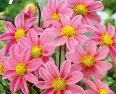 Далия Top-Mix Pink (ниска)