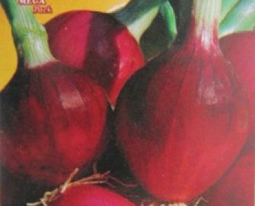 лук червен Италиански