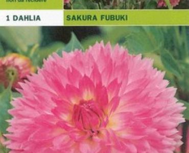 далия Sakura fubuki