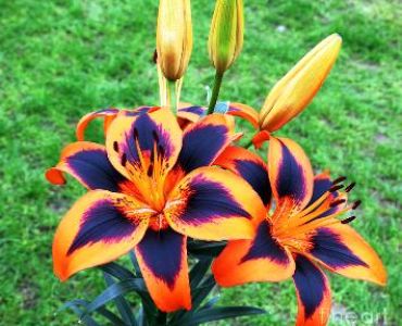 лилиум Easy Samba 