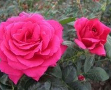 Облагородена храстовидна роза Флоров: Каталожен номер 14