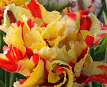 лалета Double Flaming Parrot (1 оп 3 луковици)