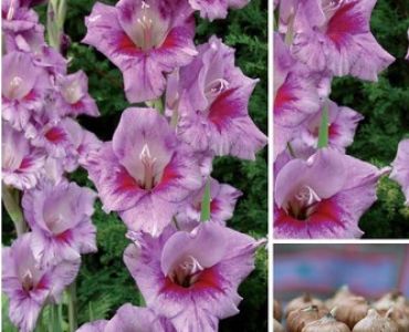 гладиол Redinha