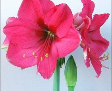 Амарилис (Amaryllis Hippeastrum) Pink