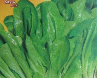 салата Bionda a Foglia Liscia