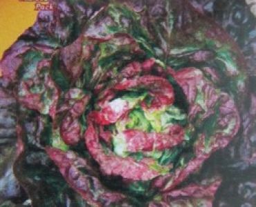 салата Meraviglia delle 4 Stagioni