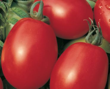 домати Чико`SG