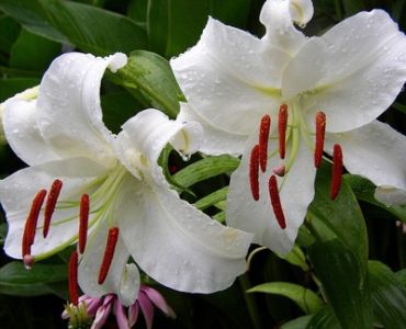 лилиум ориенталски Бял