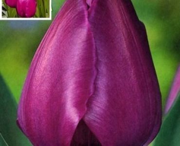 лале Various Negrita