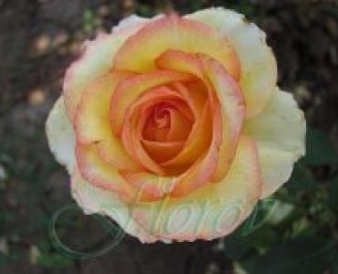 Облагородена храстовидна роза Флоров: Каталожен номер 16