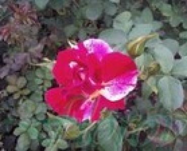 Облагородена катереща роза Флоров: Каталожен номер 27